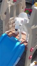 dogo argentino puppy posted by Cordoba Dogos